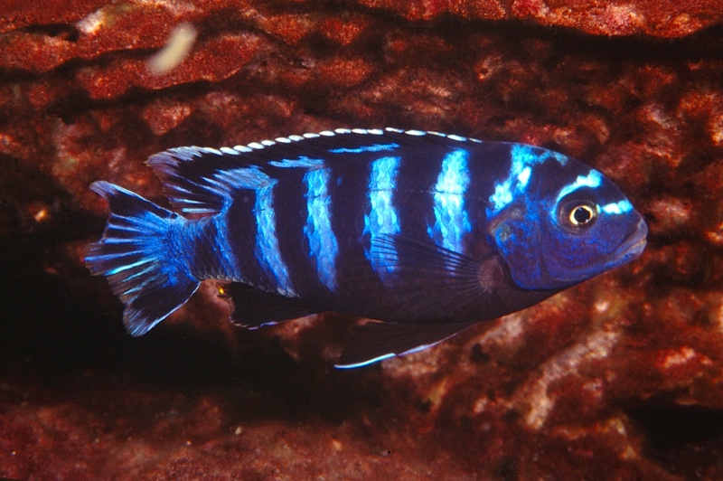 Chindongo saulosi 'Taiwanee Reef'